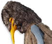 Kiwi Bird Head
