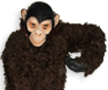 Monkey Brown